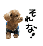 リア恋トイプーの使える言葉（個別スタンプ：23）