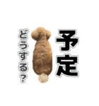 リア恋トイプーの使える言葉（個別スタンプ：24）