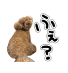 リア恋トイプーの使える言葉（個別スタンプ：27）