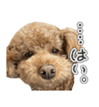 リア恋トイプーの使える言葉（個別スタンプ：28）