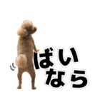 リア恋トイプーの使える言葉（個別スタンプ：29）