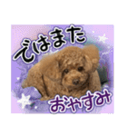 リア恋トイプーの使える言葉（個別スタンプ：31）
