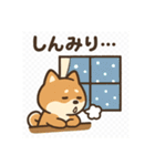 元気いっぱい冬の豆柴（個別スタンプ：10）
