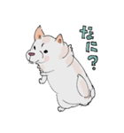 白柴めぐたのラフスタンプ（個別スタンプ：1）