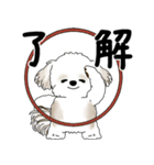 飛び出すシーズー犬 「よく使う言葉」5（個別スタンプ：4）