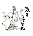 飛び出すシーズー犬 「よく使う言葉」5（個別スタンプ：10）