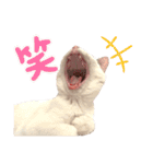 かしわもち。（個別スタンプ：3）