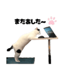 かしわもち。（個別スタンプ：8）