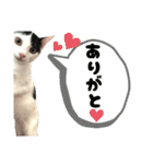 かしわもち。（個別スタンプ：12）