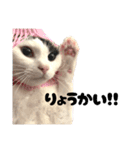 かしわもち。（個別スタンプ：13）