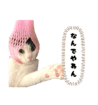 かしわもち。（個別スタンプ：29）