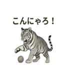 ほっこり＆おちゃめなトラさんスタンプ（個別スタンプ：3）