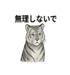 ほっこり＆おちゃめなトラさんスタンプ（個別スタンプ：31）
