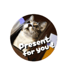 猫好きさんの為のスタンプ。（個別スタンプ：1）