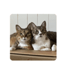 猫好きさんの為のスタンプ。（個別スタンプ：3）