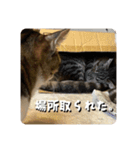猫好きさんの為のスタンプ。（個別スタンプ：5）