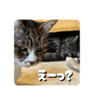 猫好きさんの為のスタンプ。（個別スタンプ：6）