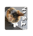 猫好きさんの為のスタンプ。（個別スタンプ：9）