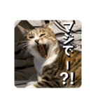 猫好きさんの為のスタンプ。（個別スタンプ：10）