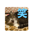 猫好きさんの為のスタンプ。（個別スタンプ：11）