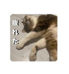 猫好きさんの為のスタンプ。（個別スタンプ：12）