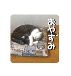 猫好きさんの為のスタンプ。（個別スタンプ：13）