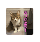 猫好きさんの為のスタンプ。（個別スタンプ：14）