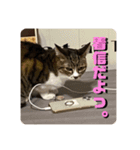 猫好きさんの為のスタンプ。（個別スタンプ：15）