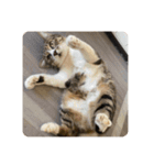 猫好きさんの為のスタンプ。（個別スタンプ：16）