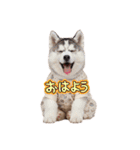 犬達の日常生活 1（個別スタンプ：5）