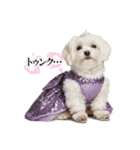 犬達の日常生活 1（個別スタンプ：11）