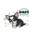 ブラックタン 可愛いうちのチワワ（個別スタンプ：8）