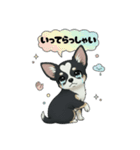 ブラックタン 可愛いうちのチワワ（個別スタンプ：11）