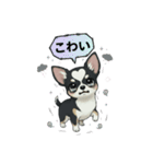 ブラックタン 可愛いうちのチワワ（個別スタンプ：15）