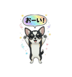 ブラックタン 可愛いうちのチワワ（個別スタンプ：21）