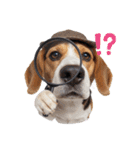 犬達の日常生活 2（個別スタンプ：3）