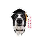 犬達の日常生活 2（個別スタンプ：5）