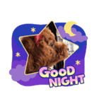 トイプードルのココアちゃん3（個別スタンプ：1）