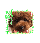 トイプードルのココアちゃん3（個別スタンプ：5）