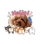 トイプードルのココアちゃん3（個別スタンプ：6）