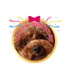 トイプードルのココアちゃん3（個別スタンプ：7）