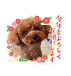 トイプードルのココアちゃん3（個別スタンプ：8）