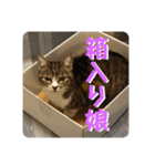 猫好きさんの為のスタンプ、ルナ編（個別スタンプ：1）