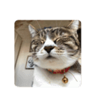 猫好きさんの為のスタンプ、ルナ編（個別スタンプ：2）