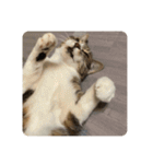 猫好きさんの為のスタンプ、ルナ編（個別スタンプ：3）