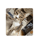 猫好きさんの為のスタンプ、ルナ編（個別スタンプ：4）
