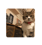 猫好きさんの為のスタンプ、ルナ編（個別スタンプ：7）