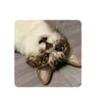 猫好きさんの為のスタンプ、ルナ編（個別スタンプ：8）