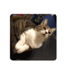 猫好きさんの為のスタンプ、ルナ編（個別スタンプ：9）