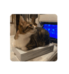 猫好きさんの為のスタンプ、ルナ編（個別スタンプ：10）
